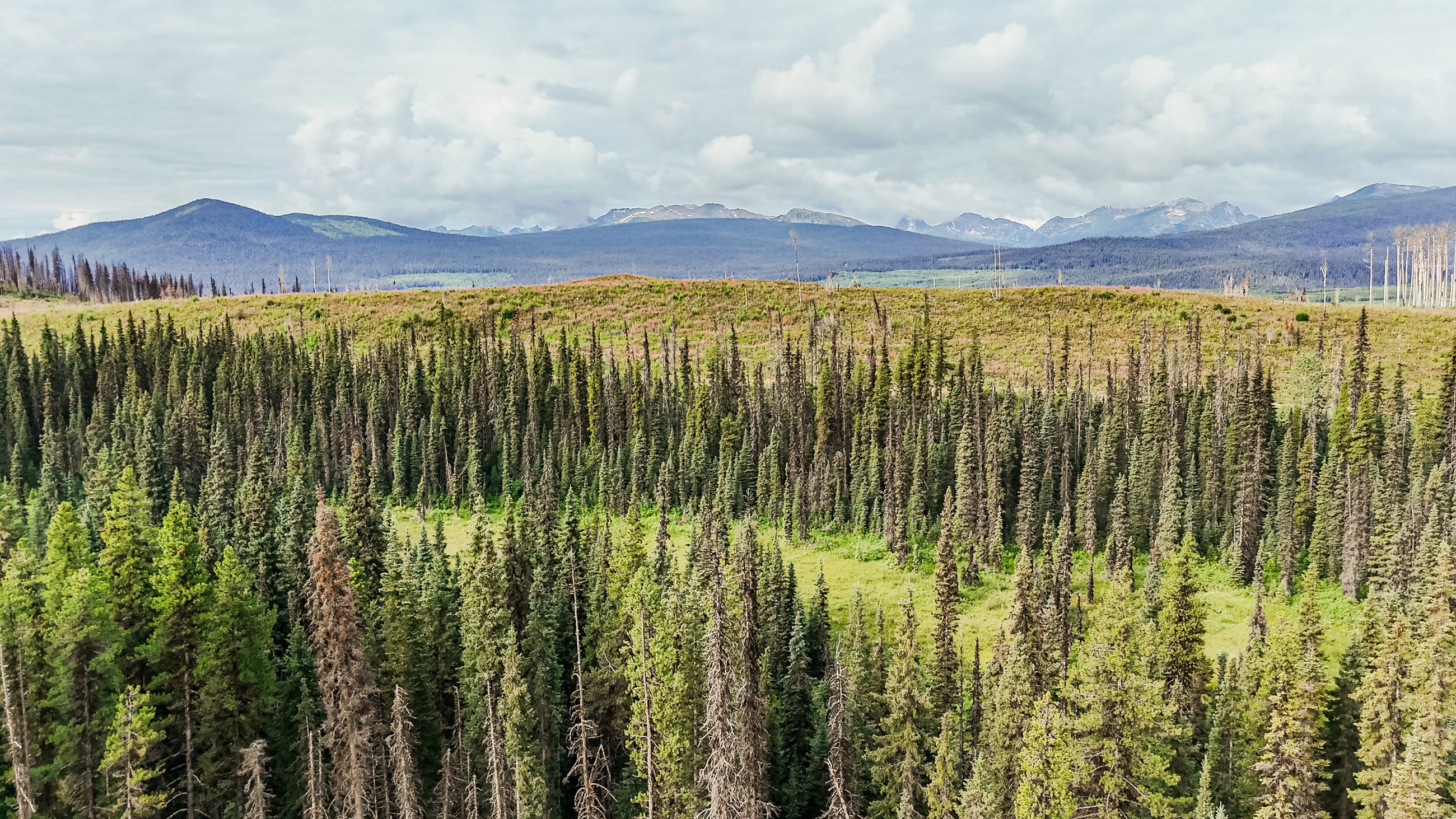 Forest and mountains from the air, northern British Columbia