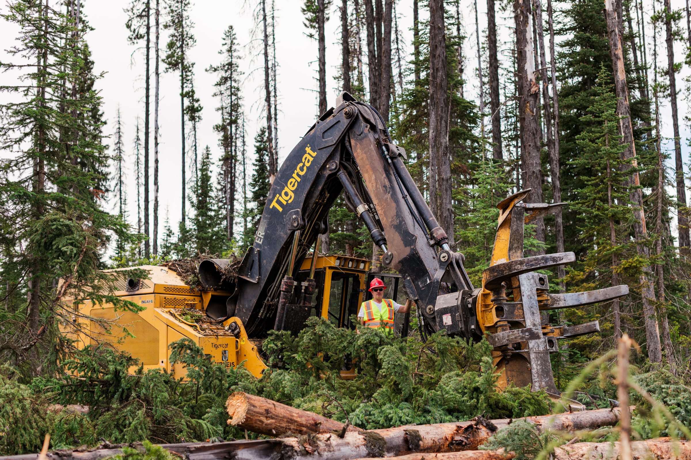 Operator in the cab of a feller buncher